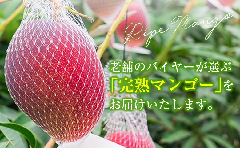 宮崎特産「完熟マンゴー4L×1玉」お届け定期便（全3回）計3玉 特産 国産 果物 フルーツ 旬 産地直送 大玉【E220-26】