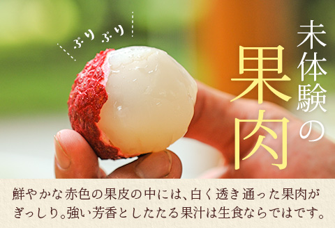 宮崎県産 生ライチ「至高の紅玉」計1kg ≪2026年6月下旬～発送≫ 人気 国産 希少 果物 旬 ギフト プレゼント【C365-26】