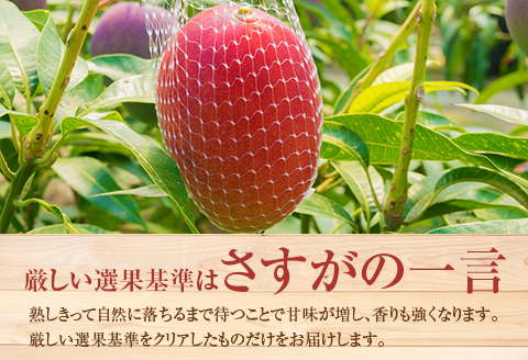 ＜先行予約＞ 完熟マンゴー 2Lサイズ 2玉 南国宮崎からお届け!! フルーツ 果物 人気 贈答品【B302-26】