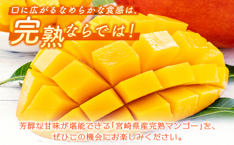 ＜数量限定＞宮崎県産 完熟マンゴーL×2玉（計620g以上）※2026年4月下旬配送開始 化粧箱入 フルーツ くだもの【B544-26】