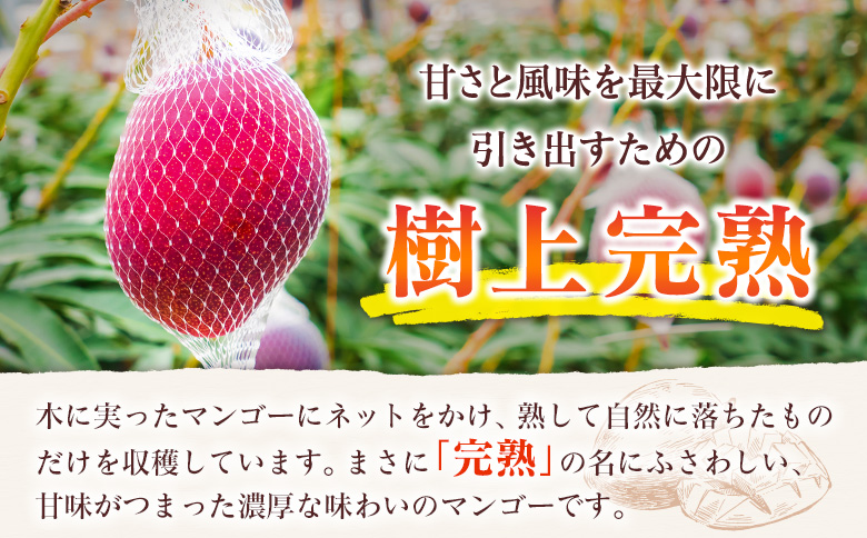 先行予約 ＜訳あり＞ 完熟マンゴー 宮崎県産 3Lサイズ 2玉 フルーツ 果物【B616-26】