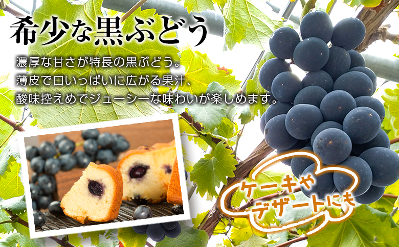 ［ご自宅・ご家庭用］ぶどう 2026年収穫・発送 ナイトハーベスト（夜摘み）種なし『ブラックオリンピア（一番星）』計800g以上 3房 人気 ブドウ フルーツ 果物【B646-26】