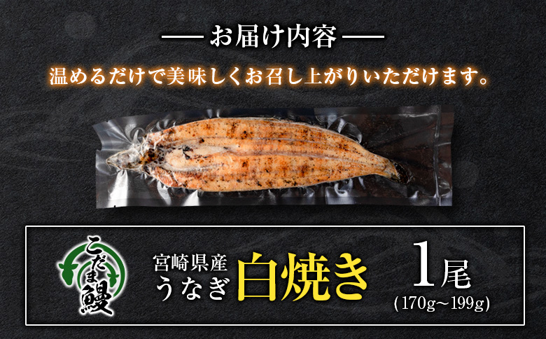 「こだま鰻」宮崎県産 うなぎ白焼き（1尾）170g以上 国産 真空パック【B660】