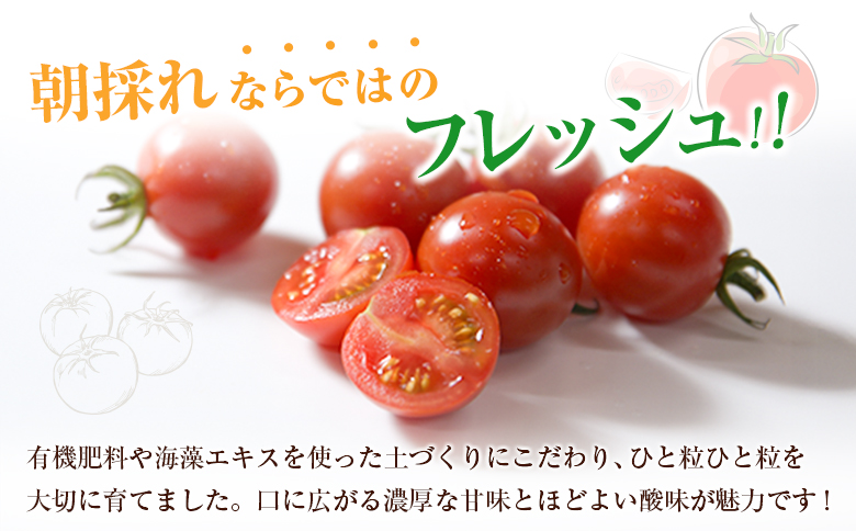 ＜期間・数量限定＞［2026年発送］くるみのトマト 計1.3kg 宮崎県新富町産 朝採れ 野菜 フレッシュ 国産【B667】