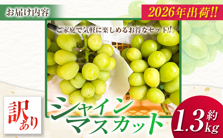 ＜2026年出荷＞先行予約［訳あり］シャインマスカット 約1.3kg 国産 期間限定 くだもの【B688】