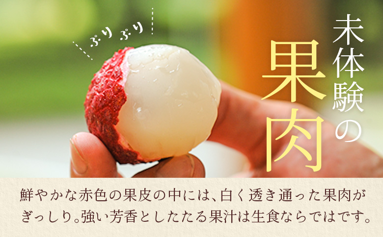 宮崎県産 生ライチ「至高の紅玉」計600g ≪2026年6月下旬～発送≫ 人気 国産 希少 果物 旬 ギフト プレゼント【C453】