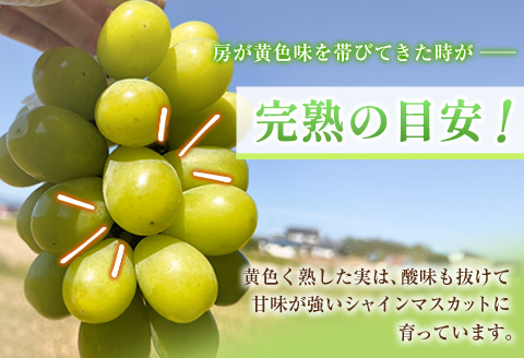 ＜先行予約＞シャインマスカット 2房 約1kg+100g補償付 ※2026年8月下旬～【B606-26】
