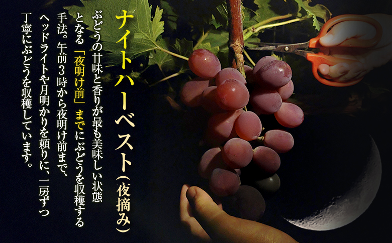 ［ご自宅・ご家庭用］ぶどう 2026年収穫・発送 ナイトハーベスト（夜摘み）種なし『ブラックオリンピア（一番星）』計800g以上 3房 人気 ブドウ フルーツ 果物【B646-26】