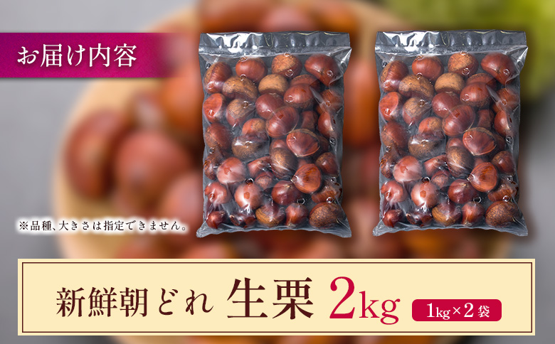 ＜2026年出荷!!＞国産 新鮮朝どれ（生栗）2kg お取り寄せ 産地直送 宝珠栗 数量限定 宮崎県新富町産 先行予約【B669-26】
