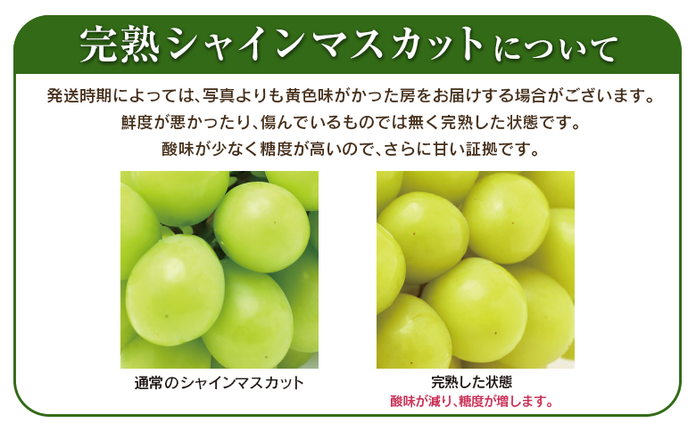 ＜2026年出荷＞先行予約［訳あり］シャインマスカット 約1.3kg 国産 期間限定 くだもの【B688】