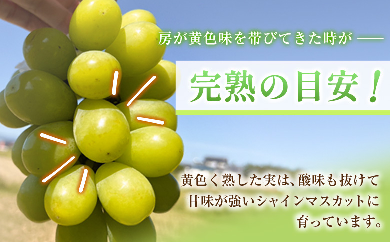 ＜先行予約＞シャインマスカット 3～4房 約2.4kg+100g補償付 宮崎県産 ※2026年8月下旬～【C433-26】