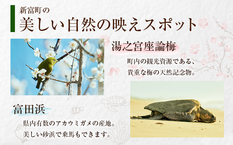 「ひなた写真館」家族写真撮影 チケット 猫・犬のご家族も大歓迎！ 記念写真 フォトスタジオ 成人式 七五三 アニマルフォト 【F136】