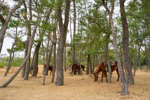 一棟貸切宿「茶心」1泊2日特別宿泊券+潮風感じる乗馬体験(最大4名迄)