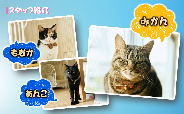 「ひなた写真館」家族写真撮影 チケット 猫・犬のご家族も大歓迎！ 記念写真 フォトスタジオ 成人式 七五三 アニマルフォト 【F136】