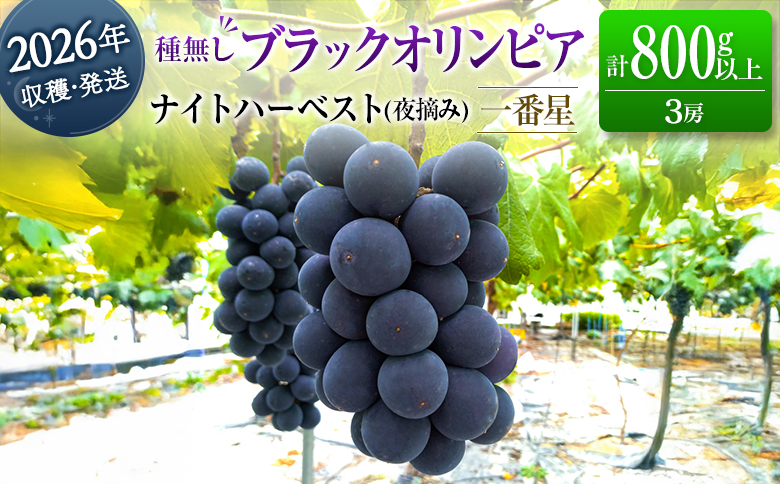 ［ご自宅・ご家庭用］ぶどう 2026年収穫・発送 ナイトハーベスト（夜摘み）種なし『ブラックオリンピア（一番星）』計800g以上 3房 人気 ブドウ フルーツ 果物【B646-26】