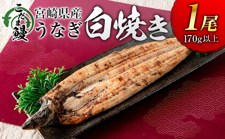 「こだま鰻」宮崎県産 うなぎ白焼き（1尾）170g以上 国産 真空パック【B660】