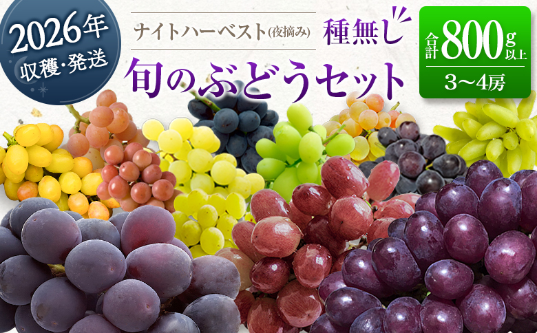 ［ご自宅・ご家庭用］ブドウ 2026年収穫・発送 ナイトハーベスト(夜摘み)『旬の種無しぶどうセット』 合計800g以上 3～4房 希少 人気 ブドウ フルーツ 果物【B668-26】
