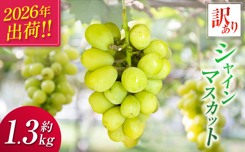 ＜2026年出荷＞先行予約［訳あり］シャインマスカット 約1.3kg 国産 期間限定 くだもの【B688】