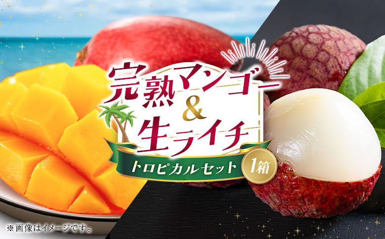 完熟マンゴー＆生ライチ トロピカルセット ≪2026年産≫ 宮崎県産 数量限定 人気 フルーツ 果物 詰め合わせ 化粧箱入り【C74-26】