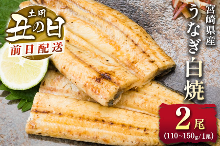 前日配送予約［土用丑の日］うなぎ白焼き 2尾 タレ付（110～150g/1尾あたり）※前日7月25日お届け 国産 有頭 熨斗 贈答品 ギフト 配送日指定可【N43-A26】 2尾（110〜150g/1尾あたり）