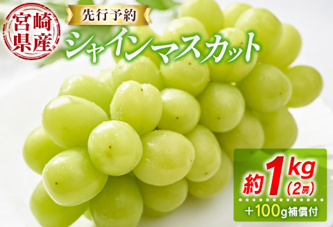 ＜先行予約＞シャインマスカット 2房 約1kg+100g補償付 ※2026年8月下旬～【B606-26】