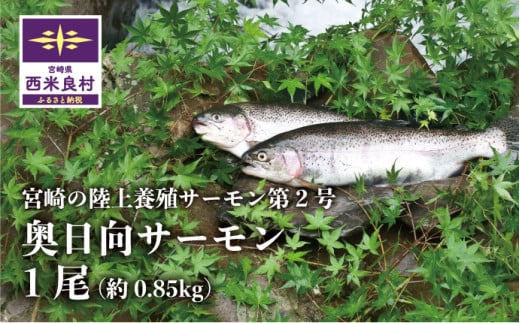 奥日向サーモン1尾