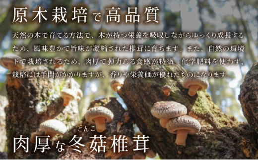 おがわ作小屋村の原木乾燥椎茸
