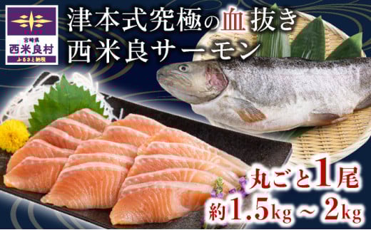 津本式「究極の血抜き」　西米良サーモン 1尾