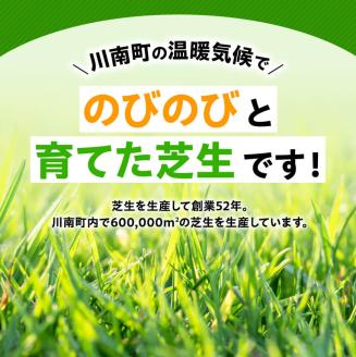老舗日向芝産「高麗芝」2平方メートル 【 九州産 川南町産 宮崎県産 芝生 日本芝 ガーデニング 】[F10301]
