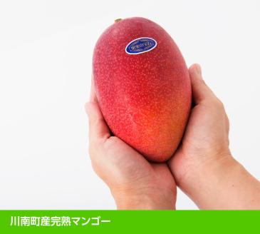 【先行予約】【令和8年発送】宮崎県産完熟マンゴー「果実の宝石」　4L×1玉 【 果物 フルーツ マンゴー 宮崎県産 みやざきマンゴー 先行予約 数量限定 期間限定 】[C03705]