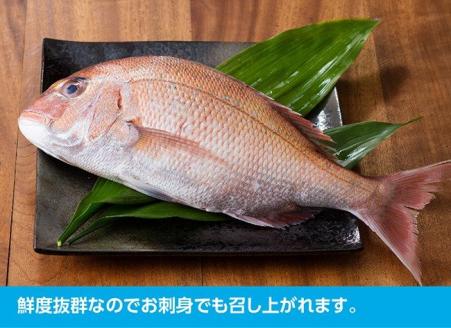 『日向灘の海の幸』天然真鯛（活き締め） 【 鮮魚 さかな 刺身 煮つけ 九州 宮崎 川南町 新鮮 魚 魚介類 】[H1706]