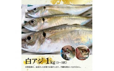 日向灘獲れ！ 活〆白アジ １kg_鮮魚あじ新鮮魚介刺身あじ塩焼き海の幸魚介類送料無料魚介 [C04406]