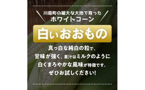 【令和8年発送】政岡さんちのスイートコーン「白いおおもの（ホワイトコーン）」2kg 【 先行予約 数量限定 期間限定 とうもろこし スイートコーン 2026年発送 先行受付 宮崎県産 九州産 野菜 】 [C06504]