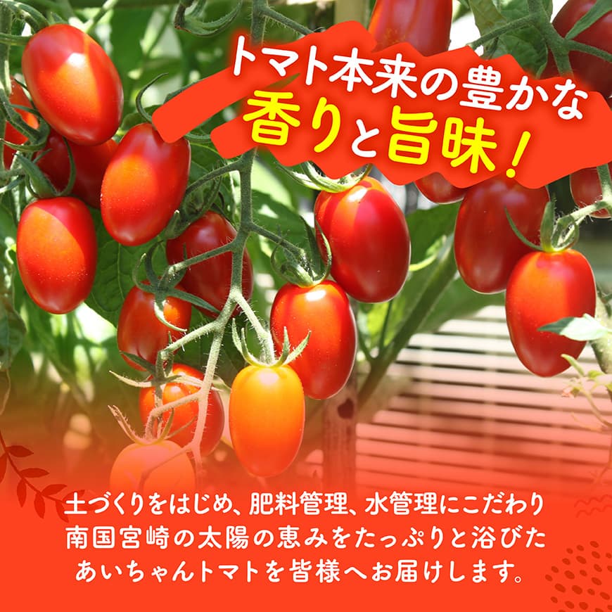 【令和8年発送】宮崎県産　あいこトマト1.5kg　&　スナップエンドウ1kg 【 野菜 ミニトマト とまと スナップエンドウ 宮崎県産 川南町産 野菜 産地直送 新鮮 数量限定 】[C03906]