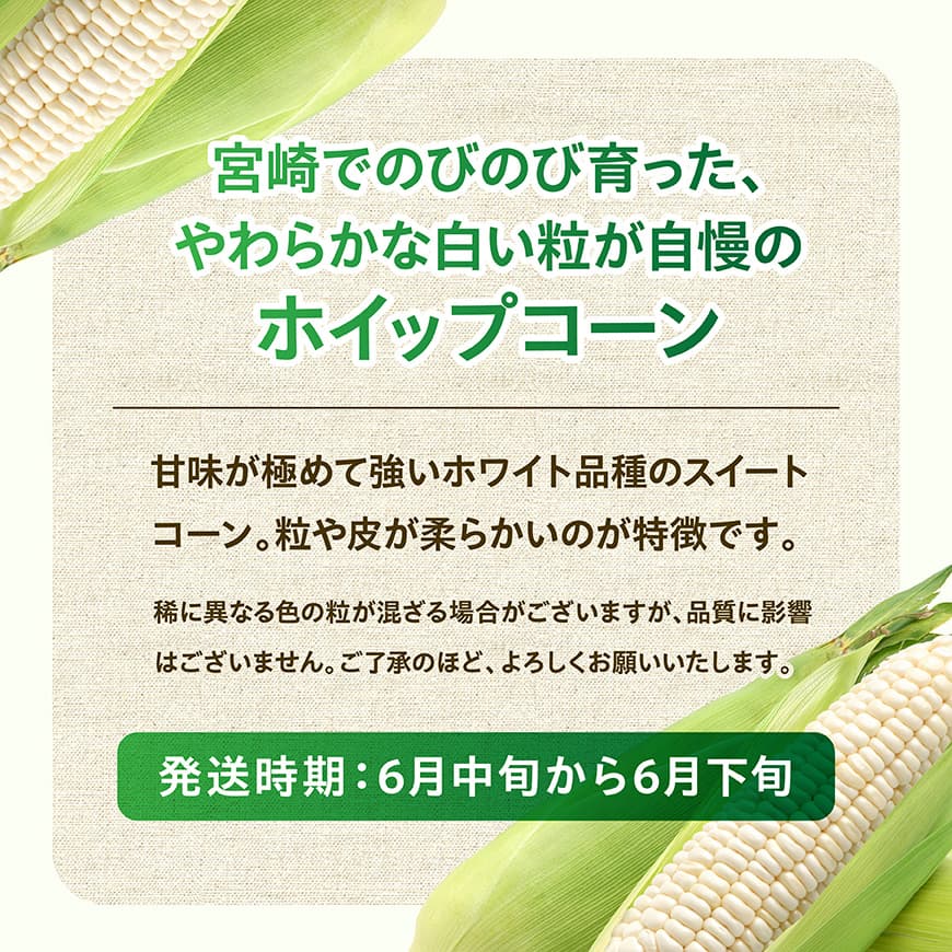 【先行予約】【令和8年発送】宮崎県産とうもろこし　守部さんちのホワイトコーン「ホイップコーン」5kg 【 とうもろこし ホワイトコーン トウモロコシ ホイップコーン 令和8年発送 先行予約 数量限定 期間限定 】 [C06412]