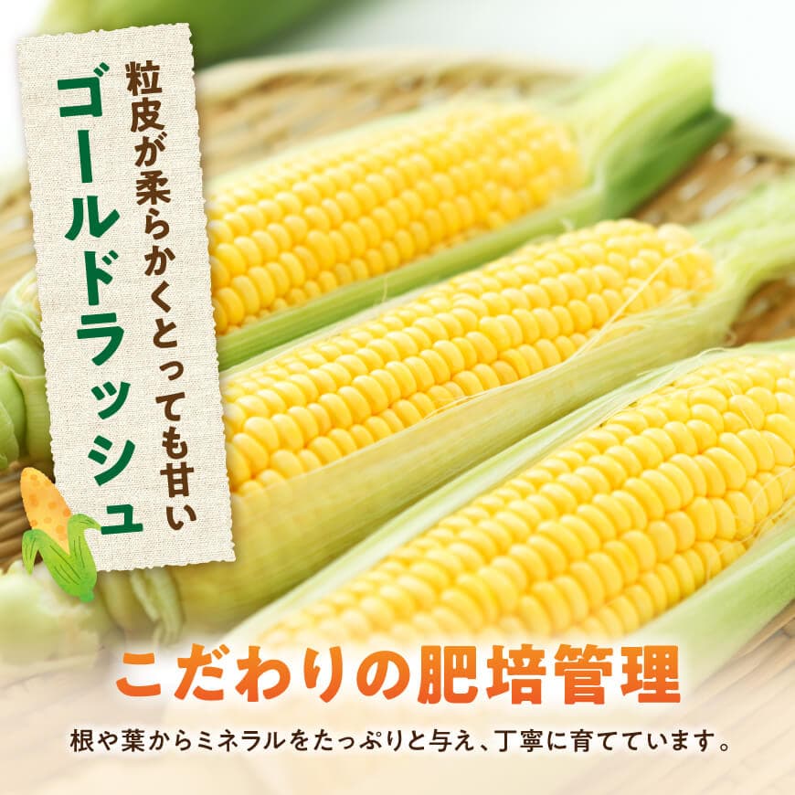 【令和8年発送】黒木さんのゴールドラッシュ4.5kg 【 数量限定 季節限定 産地直送 とうもろこし コーン とうきび 野菜 】[C10902]