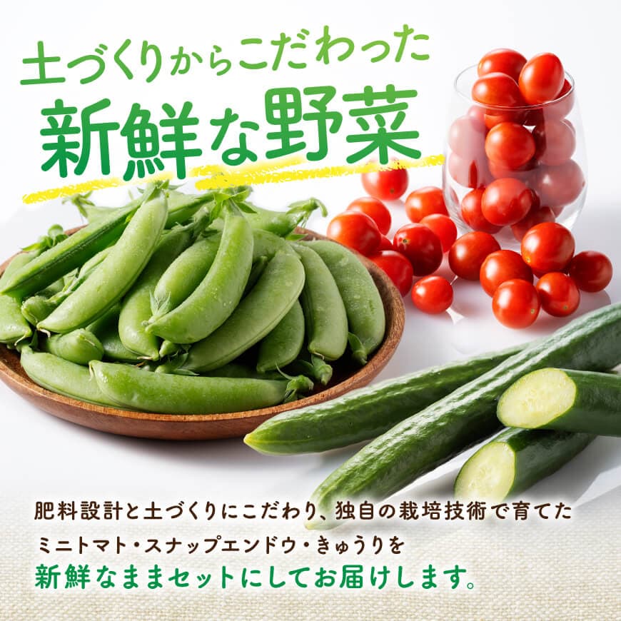 宮崎県佐光農園産　野菜詰め合わせ（ミニトマト・スナップエンドウ・きゅうり）計1kg 【 ミニトマト スナップエンドウ きゅうり 野菜 詰め合わせ 】[C13001]