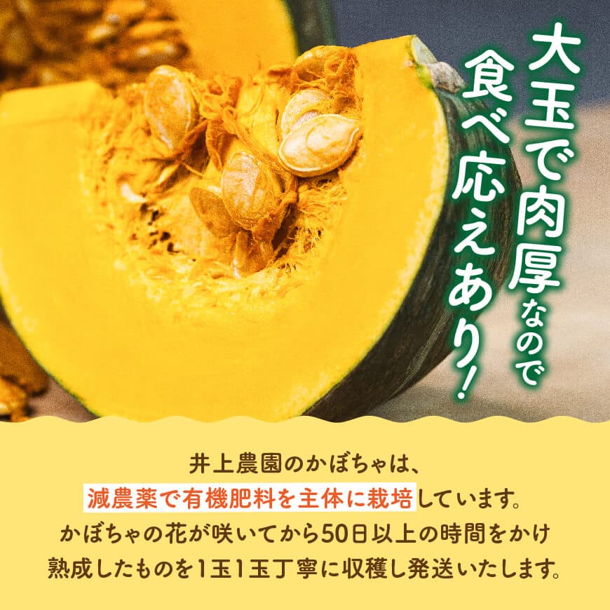 【令和8年発送】宮崎県産　スイートかぼちゃ１玉（2kg以上） 【 2026年発送 野菜 かぼちゃ 南瓜 九州産 宮崎県産 川南町産 新鮮 産地直送 】 [C03905]