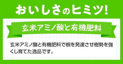 【先行予約】【令和8年発送】宮崎県産完熟マンゴー「果実の宝石」　3L×2玉 【 果物 フルーツ マンゴー 宮崎県産 みやざきマンゴー 先行予約 数量限定 期間限定 】[C03704]