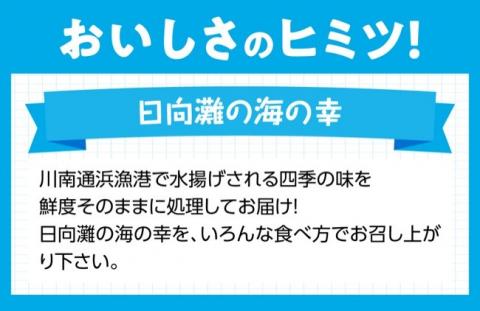 『日向灘海の幸』通浜鮮魚セット 【 魚介類 鮮魚 魚 詰め合わせ 】 [H1702]