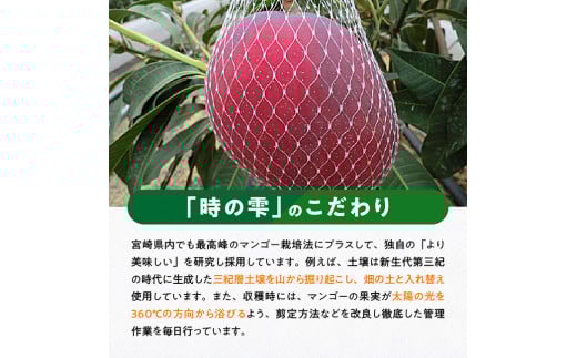 【令和8年発送】宮崎県産 完熟マンゴー「時の雫」 4L×1玉 【 果物 フルーツ マンゴー 宮崎県産 九州産 完熟マンゴー みやざきマンゴー 先行予約 数量限定 期間限定 】 [C08603]