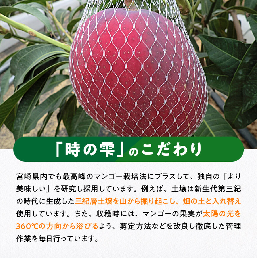 【令和8年発送】宮崎県産 完熟マンゴー「時の雫」 4L×2玉 【 果物 フルーツ マンゴー 宮崎県産 完熟マンゴー みやざきマンゴー 先行予約 数量限定 期間限定 】 [C08604]