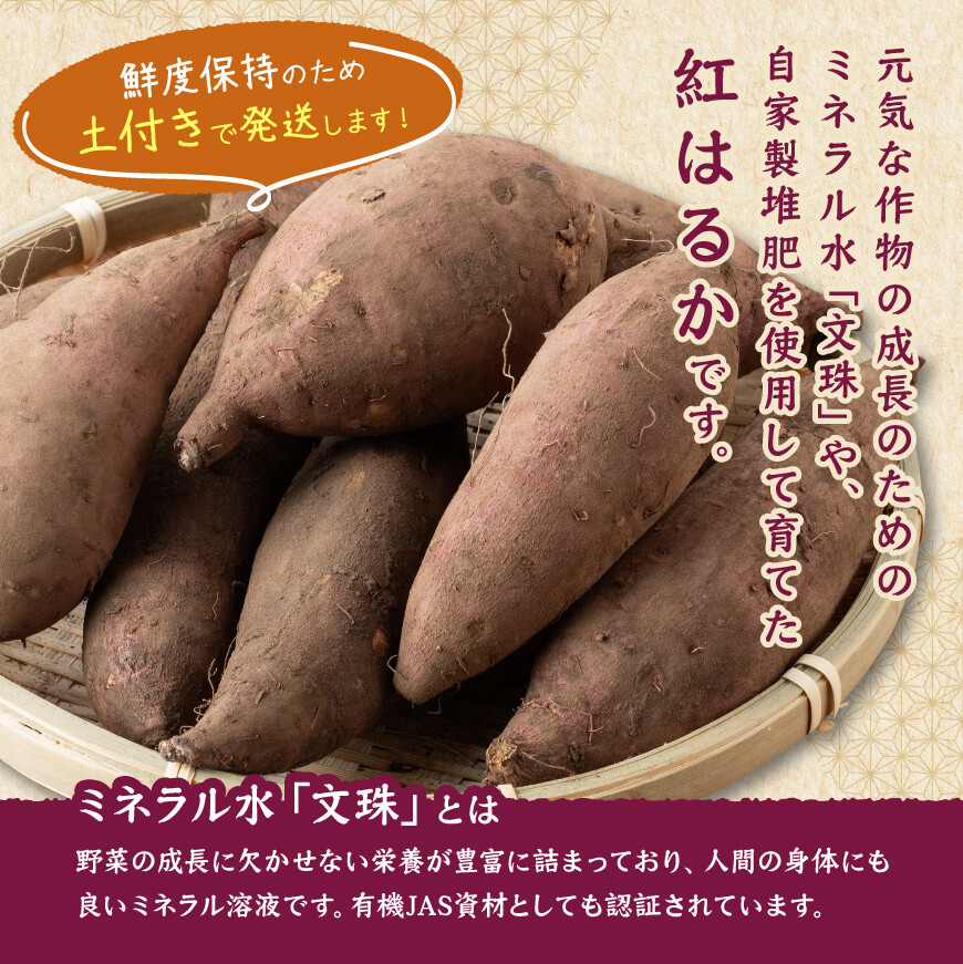 宮崎県産さつまいも　ミネラル栽培　紅はるか 2kg 【 宮崎県産 九州産 いも 芋 サツマイモ 野菜 】[C10401]