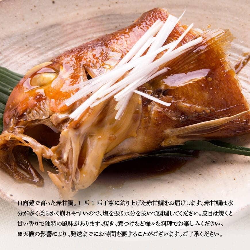 『釣赤甘鯛 C』_鮮魚さかな九州宮崎川南町新鮮魚介海の幸魚介類たい送料無料魚介 [D04410]