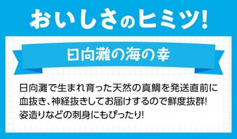 『日向灘の海の幸』天然真鯛（活き締め） 【 鮮魚 さかな 刺身 煮つけ 九州 宮崎 川南町 新鮮 魚 魚介類 】[H1706]