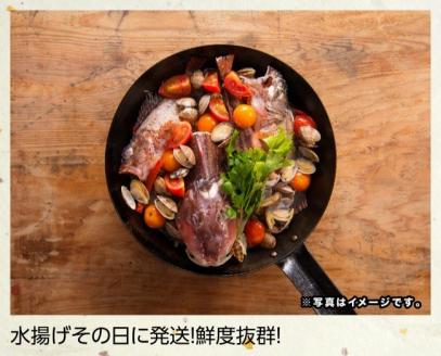 『日向灘海の幸』通浜鮮魚セット 【 魚介類 鮮魚 魚 詰め合わせ 】 [H1702]