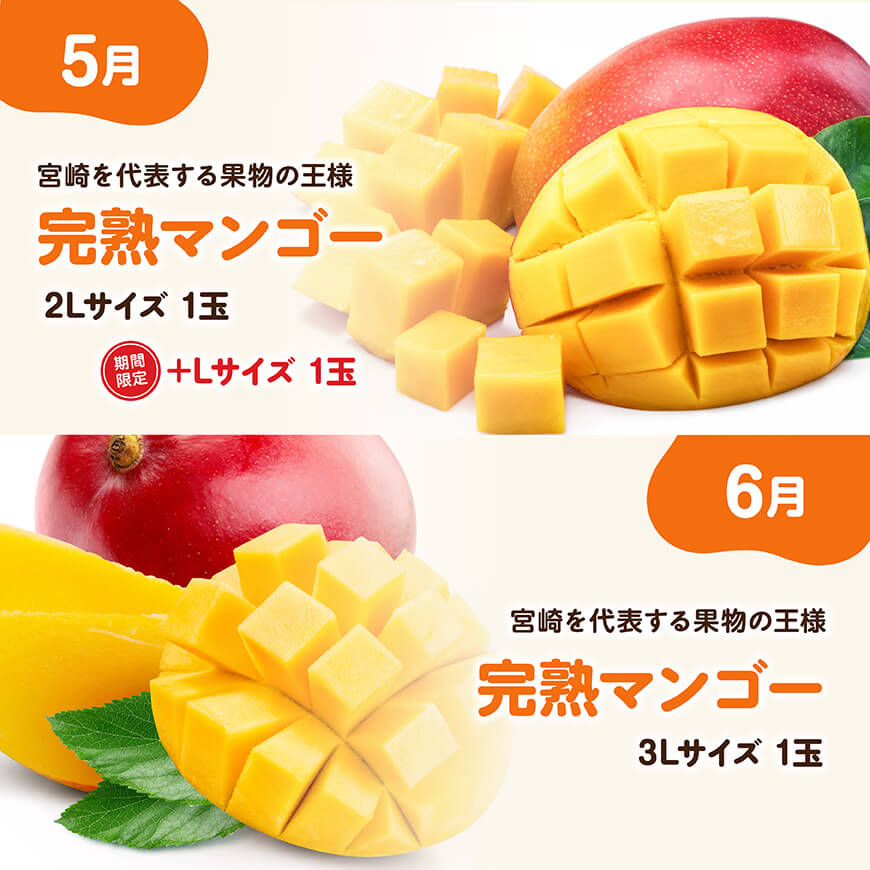 ※期間限定※【6ヶ月定期便】大人気くだもの定期便Vol.2 【 川南町産 くだもの いちご イチゴ きんかん マンゴー シャインマスカット ピオーネ  】[C11713t6]