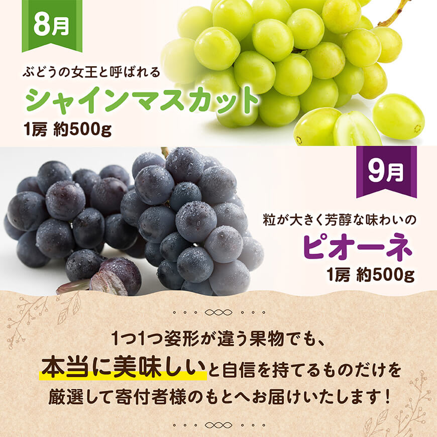 【全6回定期便】【いいとこどり】大人気くだもの定期便　川南町産フルーツくだものいちごフルーツくだもの完熟マンゴーフルーツ果物ぶどうフルーツ果物ビオーネフルーツシャインフルーツマスカットフルーツ[D11704t6]