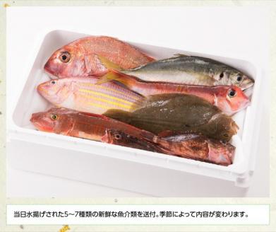 『日向灘海の幸』通浜鮮魚セット 【 魚介類 鮮魚 魚 詰め合わせ 】 [H1702]