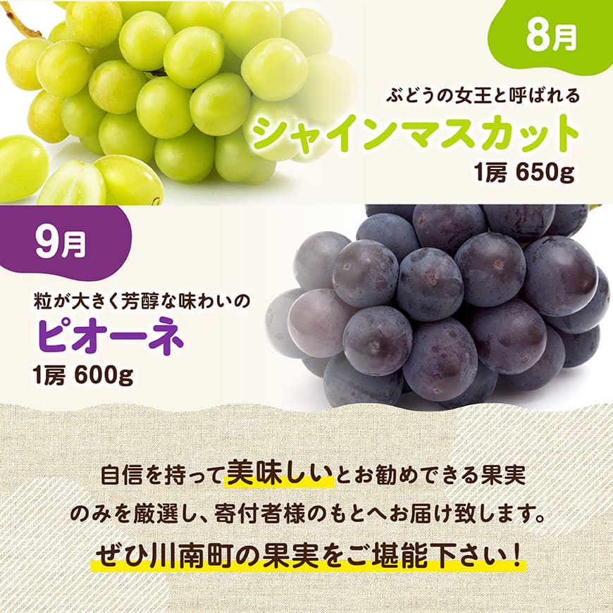 ※期間限定※【6ヶ月定期便】大人気くだもの定期便Vol.2 【 川南町産 くだもの いちご イチゴ きんかん マンゴー シャインマスカット ピオーネ  】[C11713t6]
